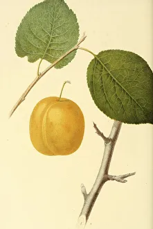 Plum of the Washington Plum variety