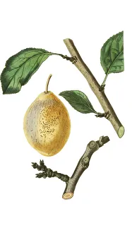 Plum, yellow plum variety, the Coes plum