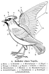 Plumage of a bird, illustration from Meyers Konversationslexikon encyclopedia