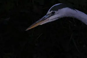 Plumage of grey heron (Ardea cinerea)
