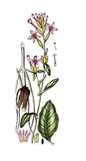 Plumbago europaea, Plumbago europaea