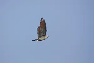 Plumbeous Kite (Ictinia plumbea) flying