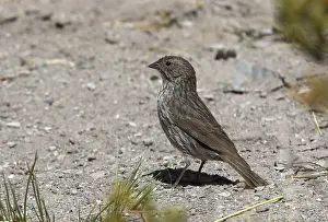 Plumbeous Sierra-finch (Phrygilus unicolor)