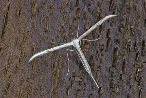 Plume Moth (Pterophoridae), adult resting on tree bark