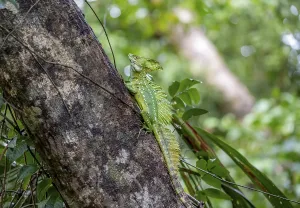 Plumed basilisk (Basiliscus plumifrons)