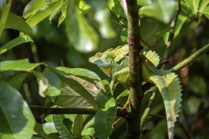 Plumed basilisk (Basiliscus plumifrons)