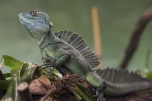 Plumed basilisk (Basiliscus plumifrons)