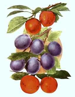 Plums of the variety: 1. Abundance, 2