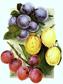Plums of the variety: 1, Shippers pride