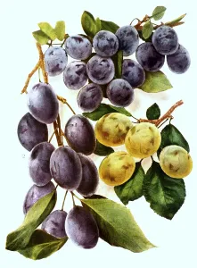 Plums of the variety: 1, Shropshire, 2