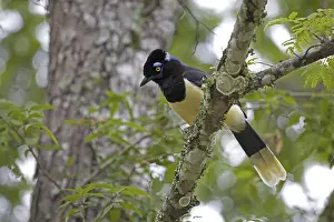 Plush-crested Jay (Cyanocorax chrysops)