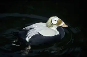 Plush-headed duck (Somateria fischeri)