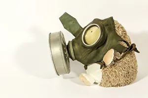 Plush toy (hedgehog) in an old gas mask on a white background