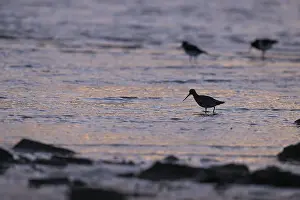 Pod-tailed woodcock (Limosa lapponica) in backlight on the beach