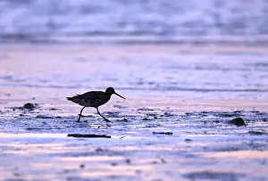 Pod-tailed woodcock (Limosa lapponica) in backlight on the beach