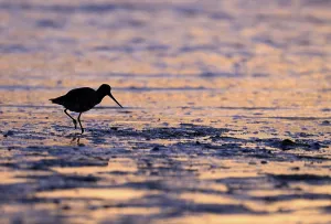 Pod-tailed woodcock (Limosa lapponica) in backlight on the beach