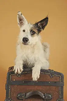 Podenco mongrel, brown-white spotted