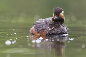 Podiceps nigricollis