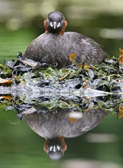 Podiceps ruficollis, little grebe (Tachybaptus ruficollis)