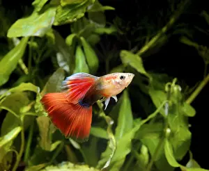 Poecilia reticulata