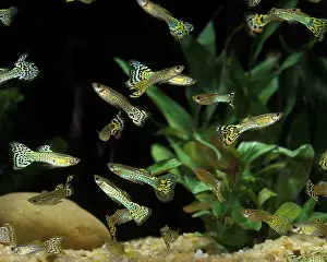 Poecilia reticulata
