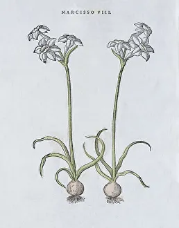 Poet's Daffodil (Narcissus poeticus)