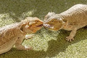 Pogona Vitticept reptiles competing for food