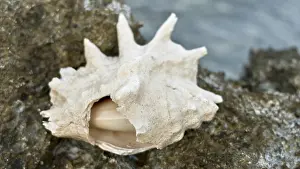 Pointed beige shell on rugged rock