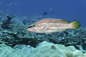 Pointed grouper (Anyperodon leucogrammicus) swimming over coral reef