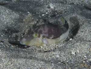 A pointed pufferfish (Canthigaster rostrata) lies camouflaged on the sandy seabed at night