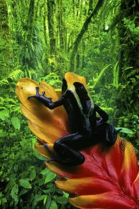 Poison Arrow Frog (Dendrobates tinctorius)