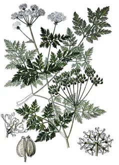 Poison hemlock (Conium maculatum)