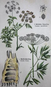 Poisonous Apiaceae umbellifer (Umbelliferae)