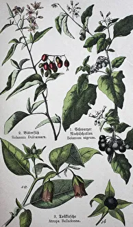 Poisonous plants, Solanum dulcamara