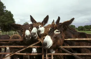 Poitou donkey or Baudet du Poitou