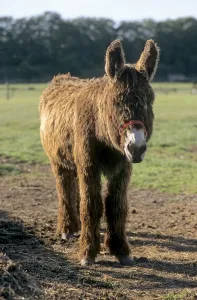 Poitou Giant Donkey with Goat, Poitou Donkey