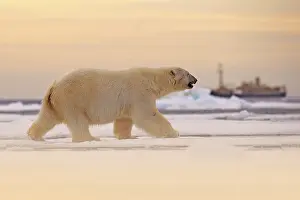 Polar bear on drift ice edge with snow and water in Norway sea