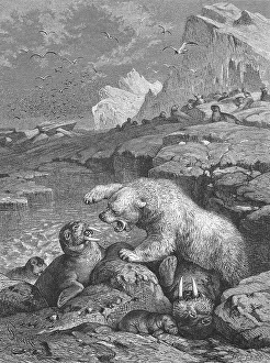 Polar bear fighting a walrus, Historical
