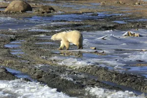 A polar bear on the ice of Hudson bay