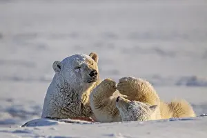 Polar bear, mother and young playing in the snow