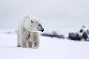 Polar bear, northern arctic predator