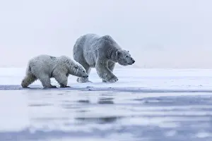 Polar bear, northern arctic predator