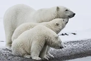 Polar bear, northern arctic predator
