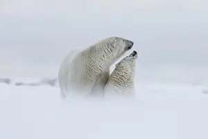Polar bear, northern arctic predator