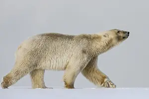Polar bear, northern arctic predator