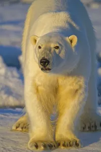 Polar bear, polar bear, (Thalarctos maritimuns)