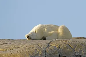Polar bear, polar bear, (Thalarctos maritimuns)