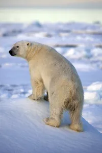 Polar bear, polar bear, (Thalarctos maritimuns)