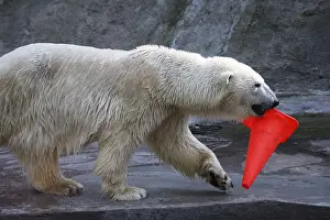 Polar bear with a road cone