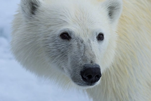 Category Scandinavia Prints: Polar bear, Svalbard Archipelago, Norway, Europe